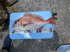 タイの釣果