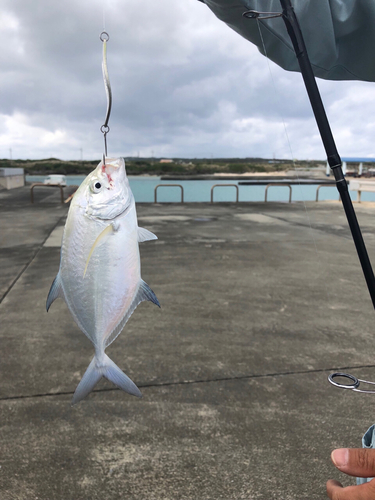 カスミアジの釣果