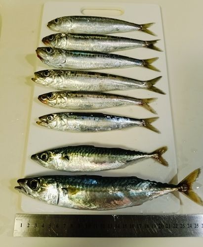 サバの釣果