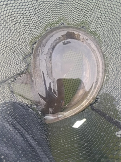 ナマズの釣果