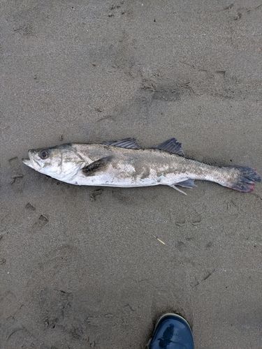 セイゴ（マルスズキ）の釣果