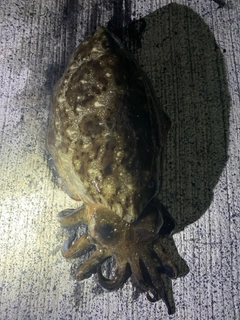 コウイカの釣果