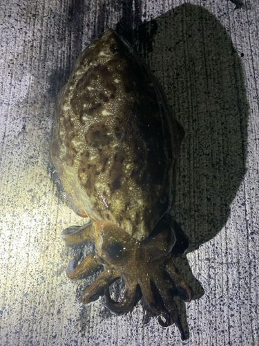 コウイカの釣果