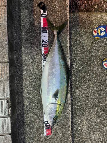 ブリの釣果
