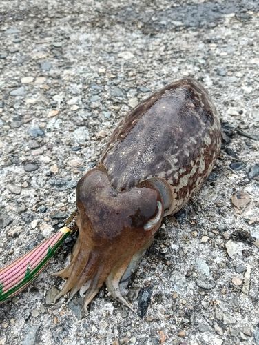 コウイカの釣果