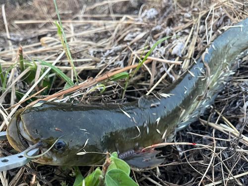 ナマズの釣果