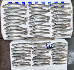 シロギスの釣果