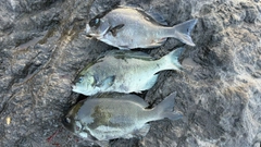 メジナの釣果