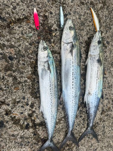 サゴシの釣果