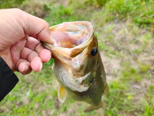 ラージマウスバスの釣果