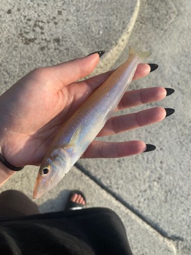 釣果