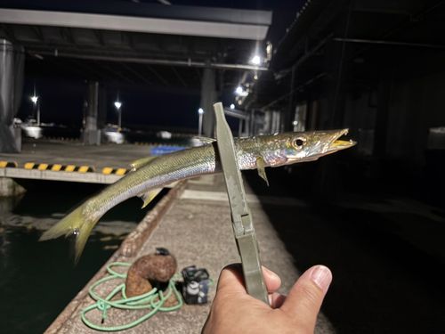 カマスの釣果