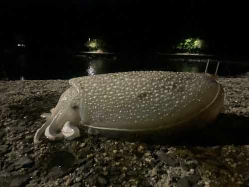 シリヤケイカの釣果