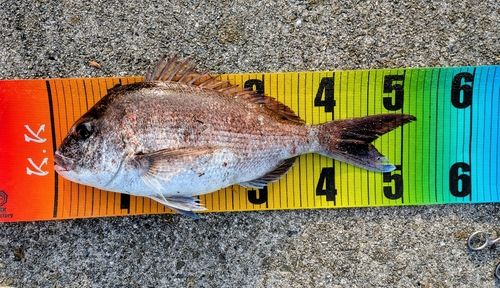 マダイの釣果