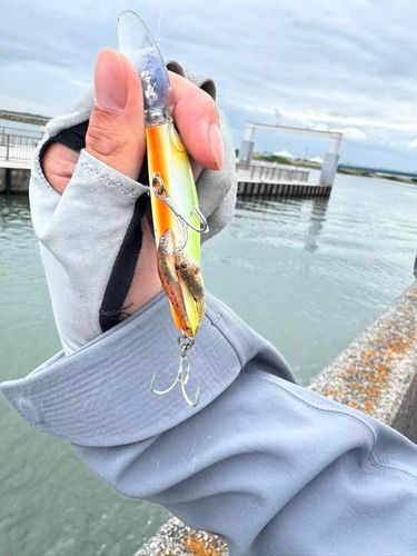 ハゼの釣果