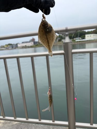 カレイの釣果