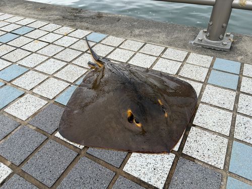 エイの釣果