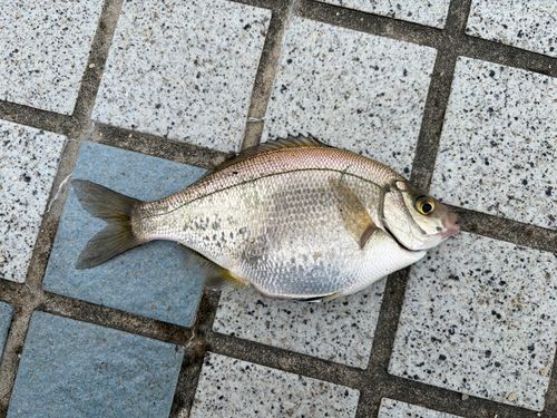 ウミタナゴの釣果