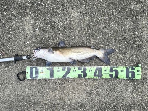 アメリカナマズの釣果