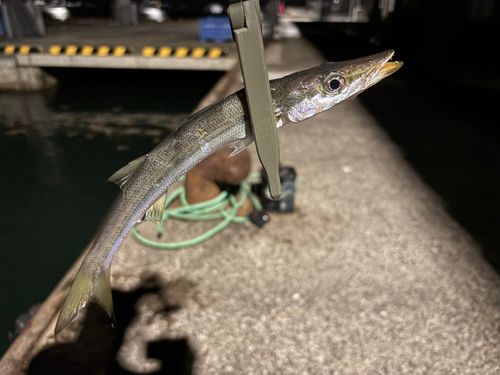 カマスの釣果