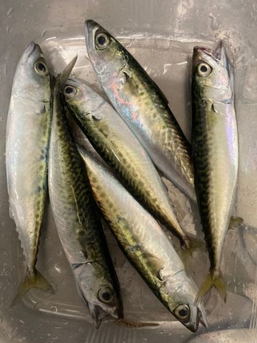 サバの釣果