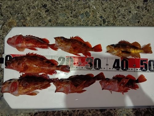カサゴの釣果