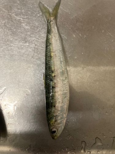 マイワシの釣果