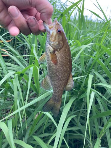 スモールマウスバスの釣果