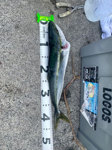 イナダの釣果