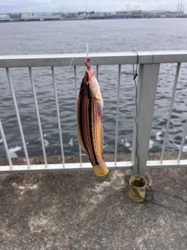 キュウセンの釣果