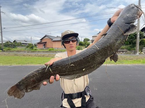 マナマズの釣果