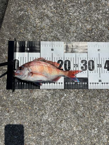 チャリコの釣果