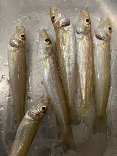 キスの釣果