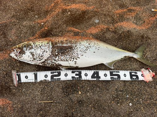 ワラサの釣果