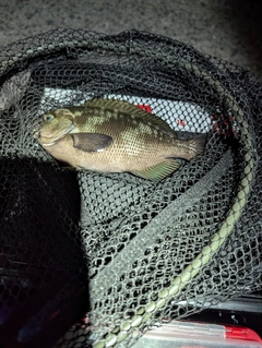 グレの釣果