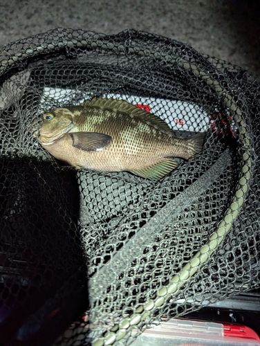 グレの釣果