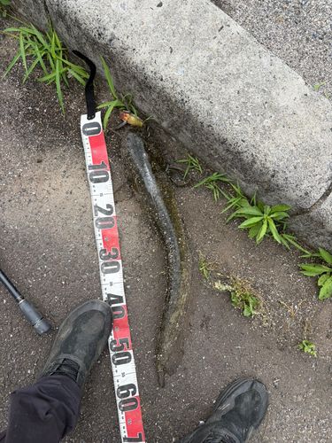 マナマズの釣果