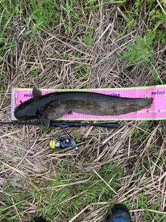 ナマズの釣果