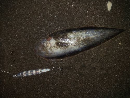 シタビラメの釣果