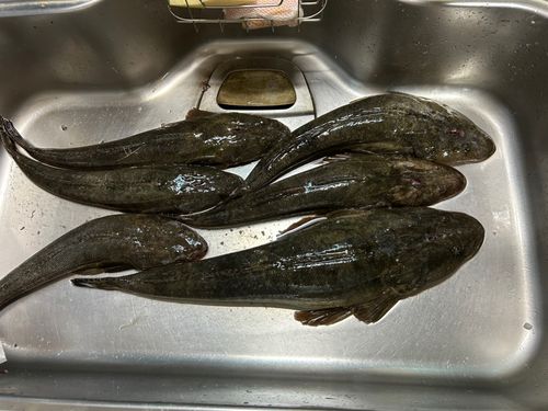 マゴチの釣果