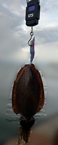 モンゴウイカの釣果