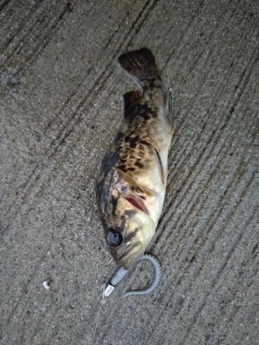 クロソイの釣果