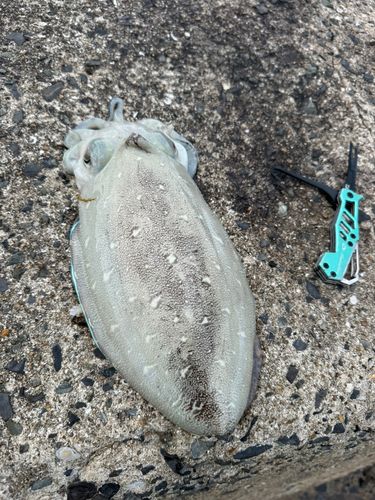 モンゴウイカの釣果