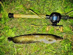 ナマズの釣果