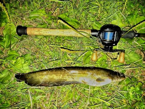 ナマズの釣果