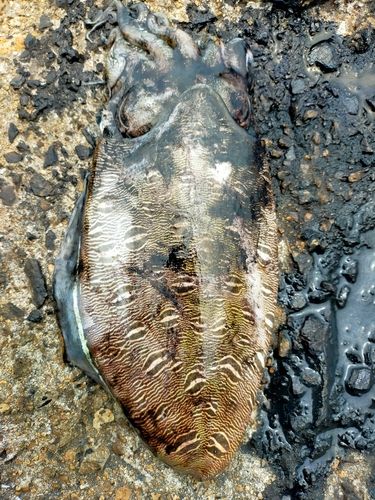 モンゴイカの釣果