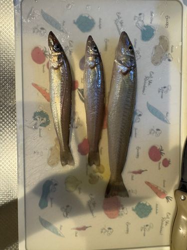 シロギスの釣果