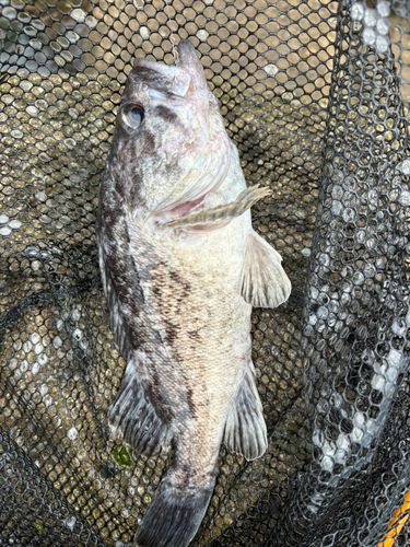 クロソイの釣果