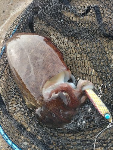 コウイカの釣果