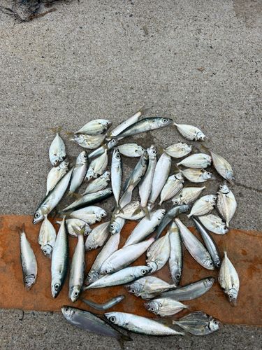 釣果